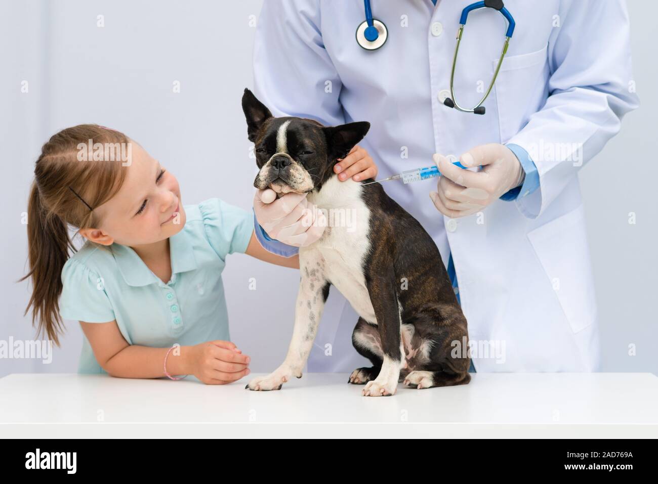 Un vétérinaire examine un peu de chien de terrier de Boston en présence d'une jeune fille propriétaire Banque D'Images