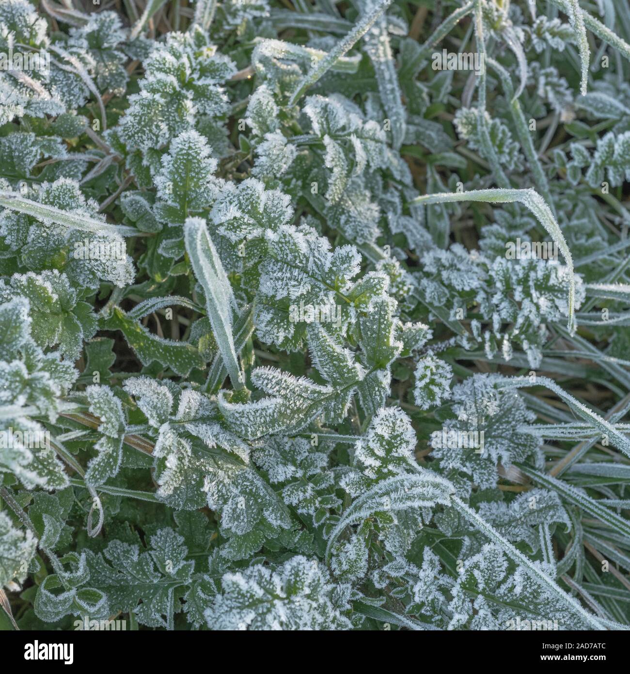 Hiver gel dur sur les jeunes La nouvelle croissance de Mer / Radis Raphanus raphanistrum ssp. maritimus  = Raphanus maritimus et frost couverts d'herbe. Frosty feuilles. Banque D'Images