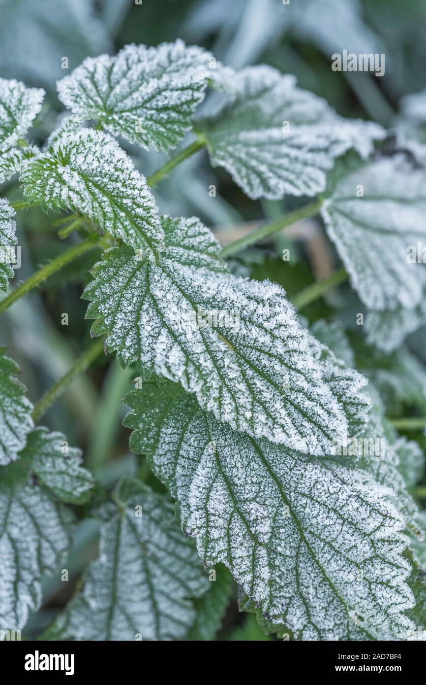 S'est effondré et feuilles d'orties fanées / Urtica dioica gelés en hiver gel dur, ce qui peut provoquer le gel intercellulaire dans les feuilles. Frosty blanc feuilles. Banque D'Images