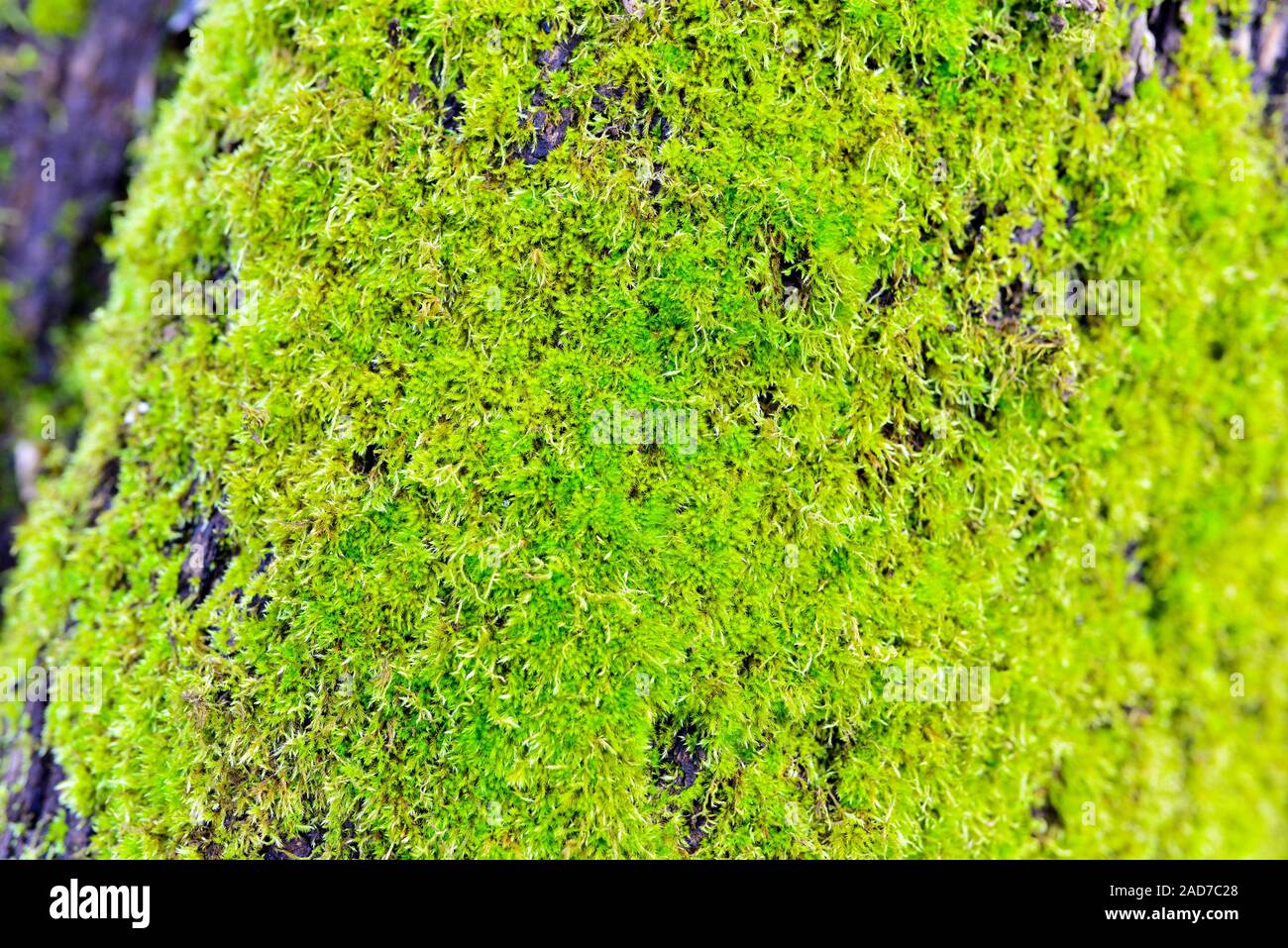 Vieux bois de mousse dans la forêt - libre Banque D'Images