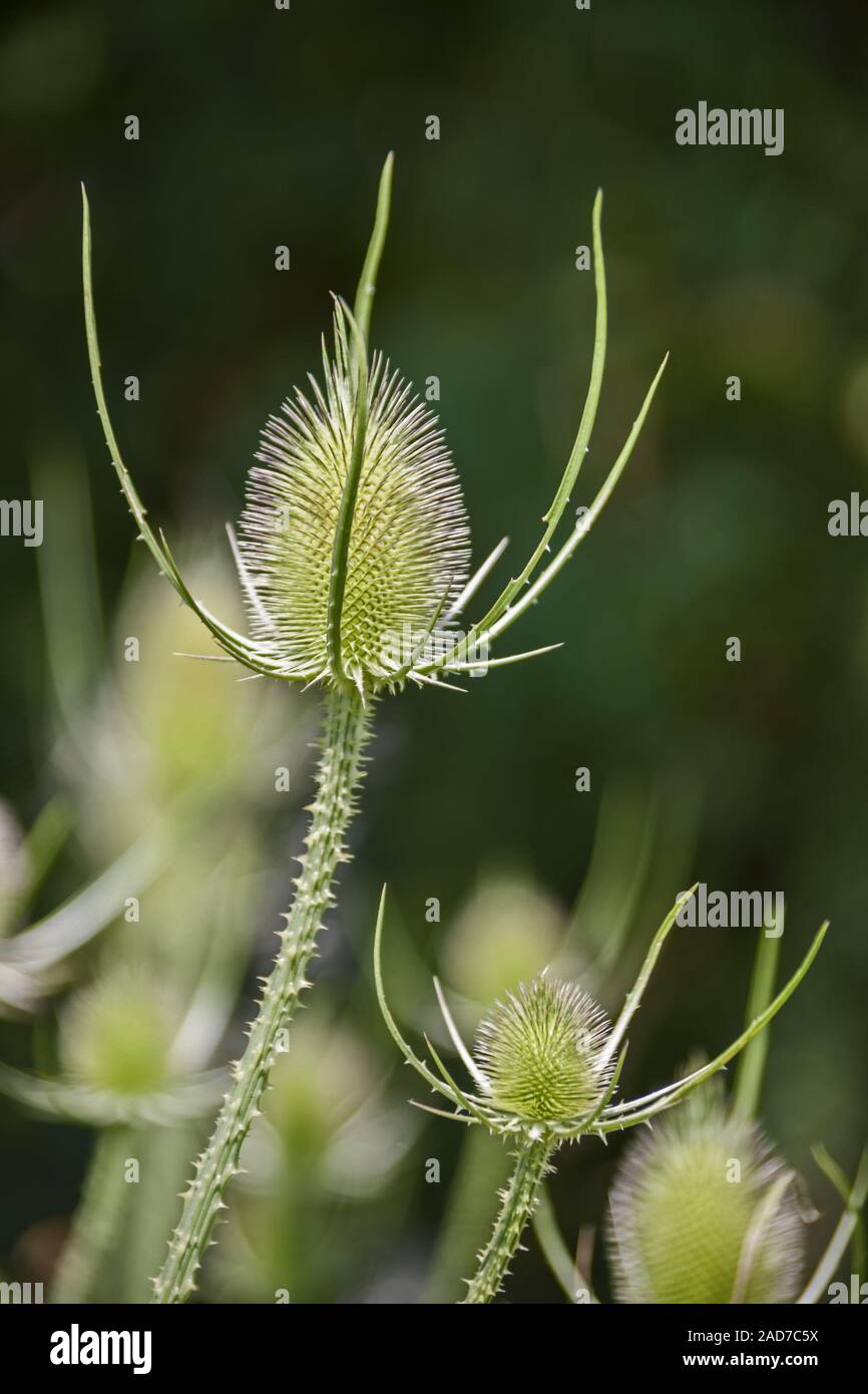 Wilde Karde (Dipsacus fullonum L., syn. : Dipsacus sylvestris Huds.) Banque D'Images