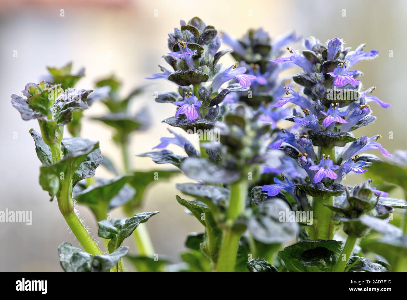 Ajuga pyramidalis, metallica crispa, Banque D'Images
