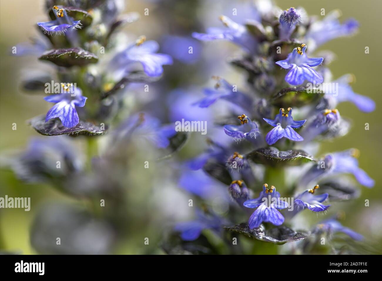 Ajuga pyramidalis, metallica crispa, Banque D'Images