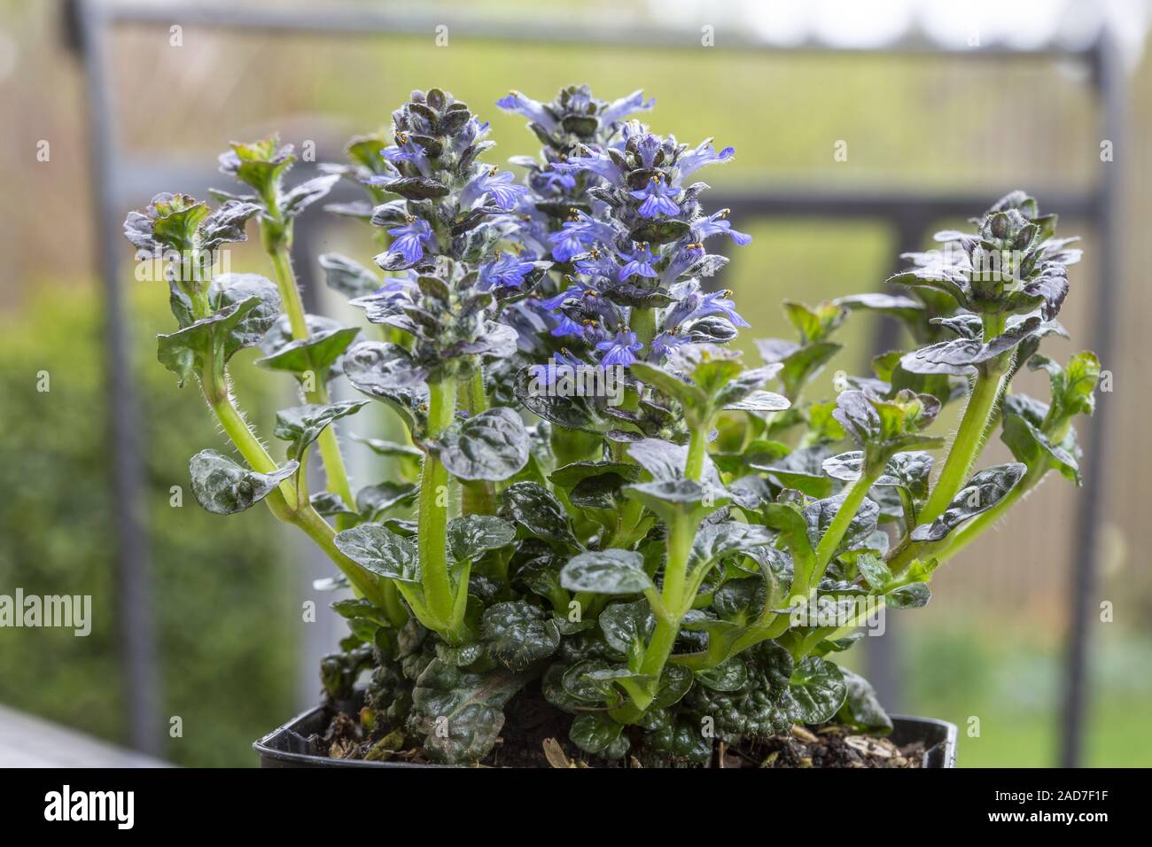 Ajuga pyramidalis, metallica crispa, Banque D'Images