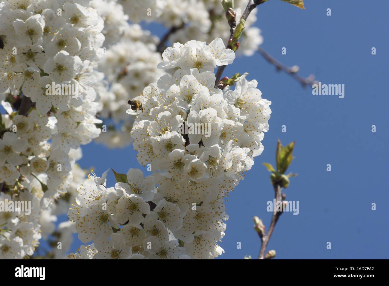 Prunus avium, cerise, avec bee Banque D'Images