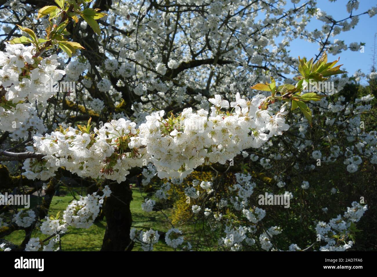 Prunus avium, Sweet Cherry Banque D'Images