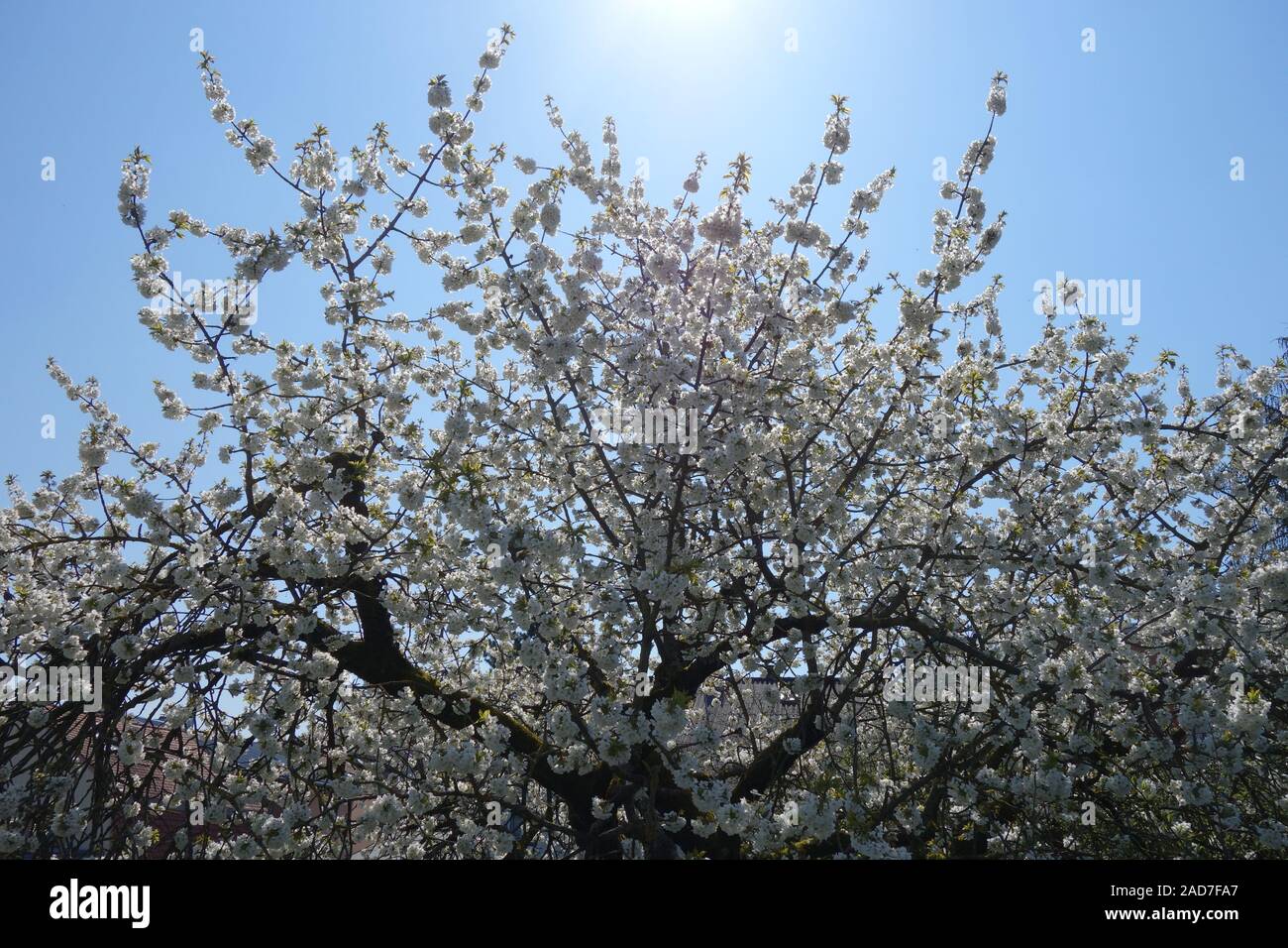 Prunus avium, Sweet Cherry Banque D'Images