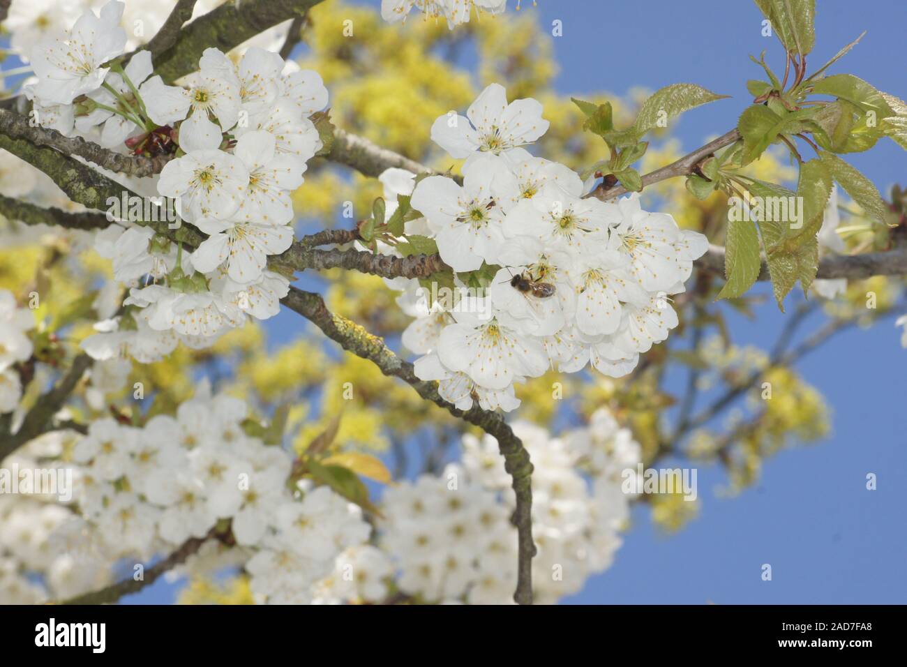 Prunus avium, cerise, avec bee Banque D'Images