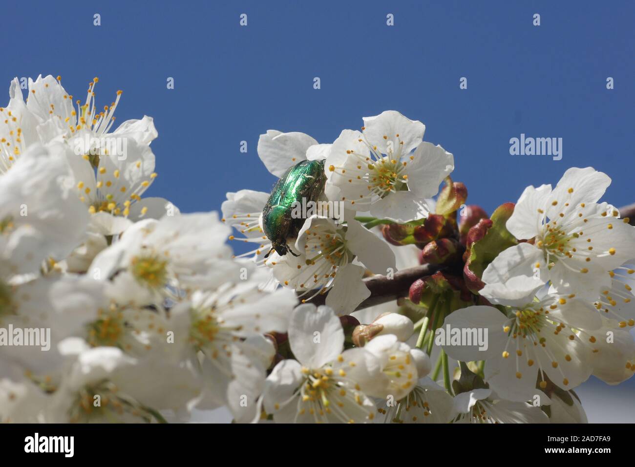 Prunus avium, cerise, avec couverture rose Banque D'Images