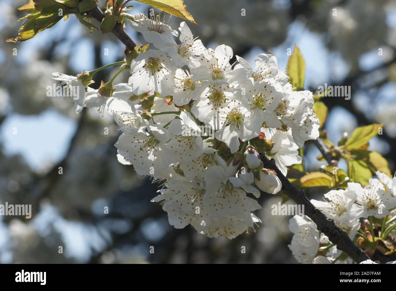 Prunus avium, Sweet Cherry Banque D'Images