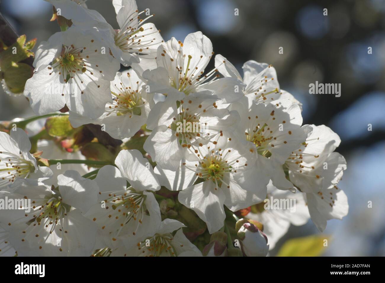 Prunus avium, Sweet Cherry Banque D'Images
