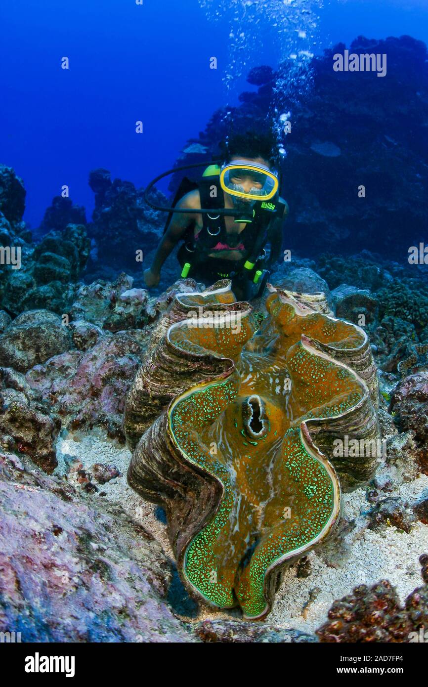 Diver (MR) et un géant tridacna clam, Tridacna gigas, dans le Pacifique Sud au large de l'île de Rarotonga aux îles Cook. Banque D'Images