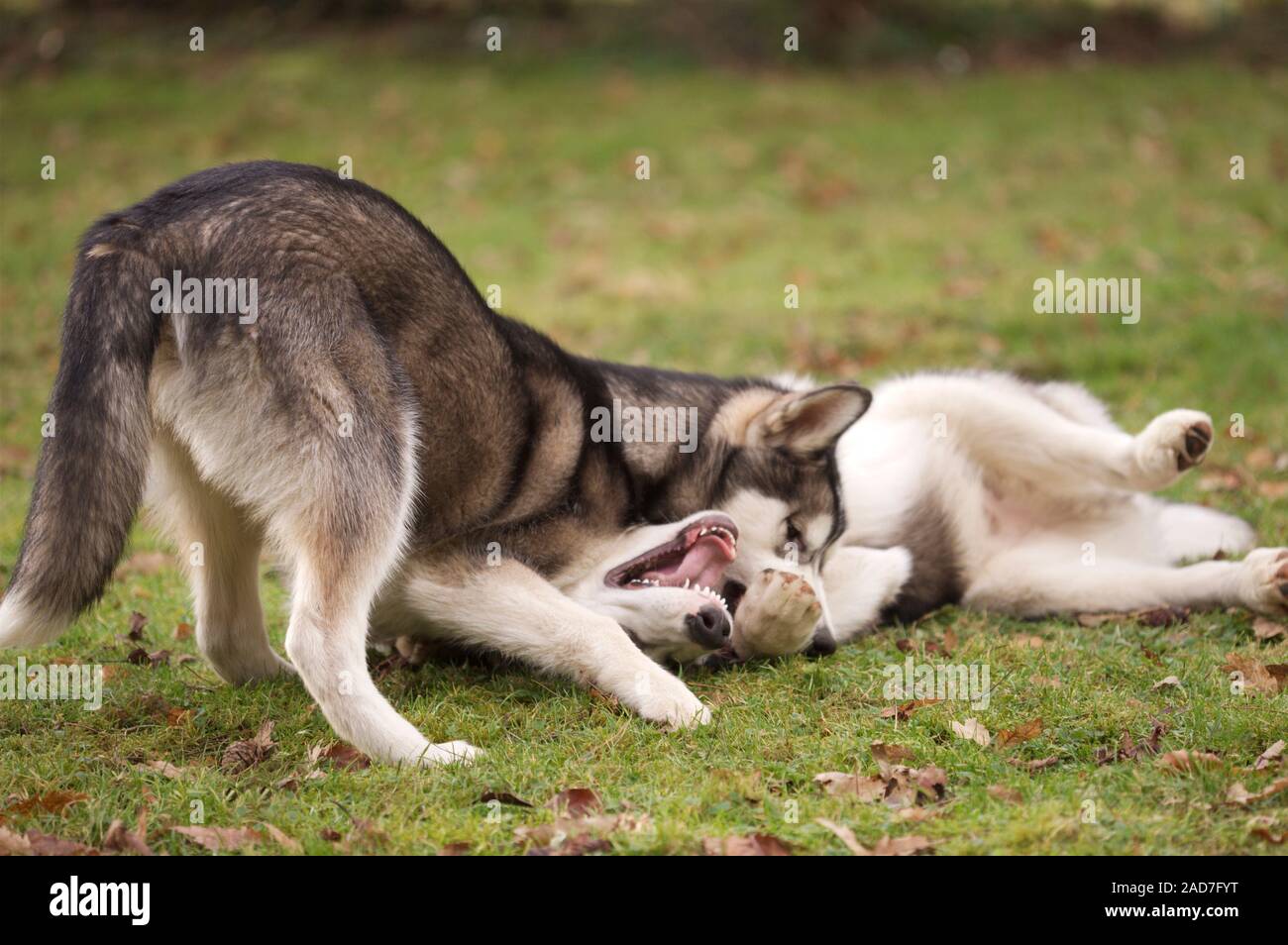 ALASKAN MALEMUTE 6 mois chiots Canis lupus familiaris établissant un "ordre de paqurage" par le biais de combats de jeu. Rivalité apparentée. Emballer les animaux. Banque D'Images