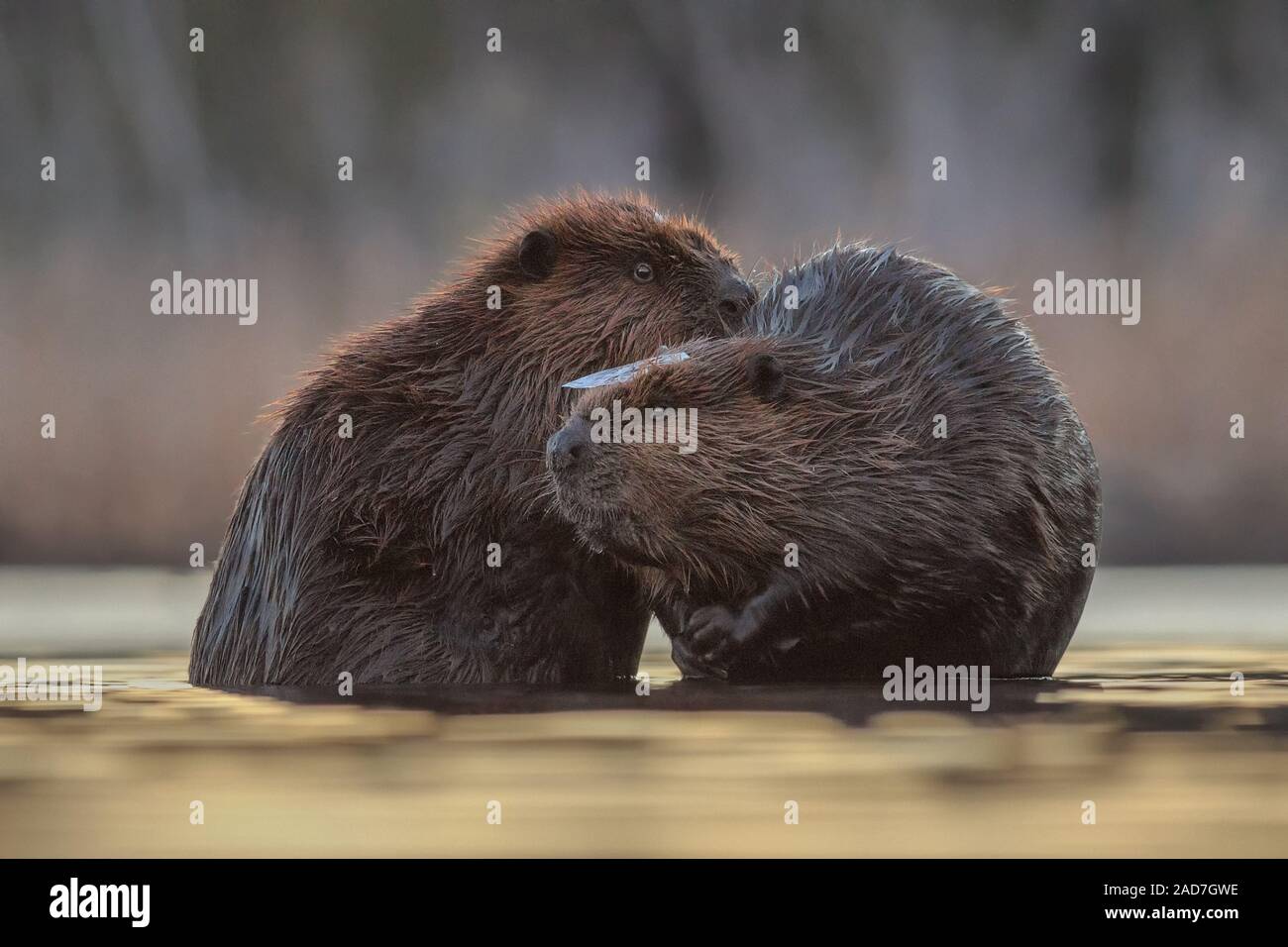 Deux bains de Beavers l'un l'autre en hiver. Banque D'Images