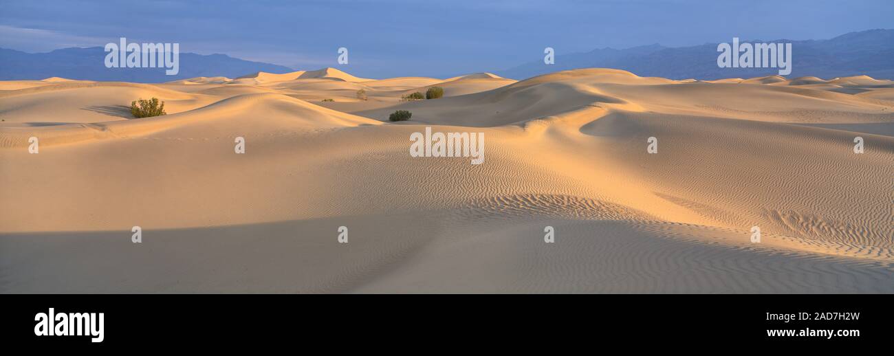 Les dunes de sable du désert de Mesquite, Télévision, Death Valley, California, USA Banque D'Images