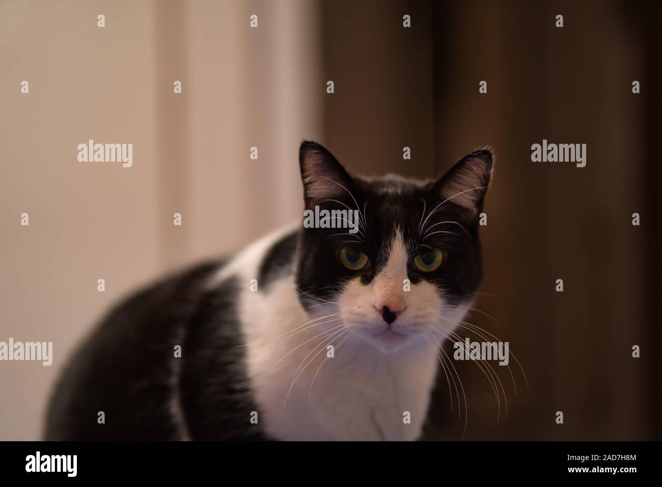 Chat noir et blanc curieux regardant la caméra avec son corps tourné, fond doux et chaud, à la maison à Madrid, Espagne Banque D'Images