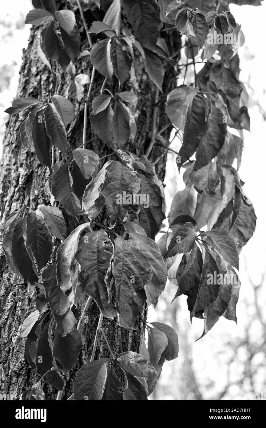 Qu'elle est belle la laisse vieillir. Virginia creeper sur tronc d'arbre arrière-plan. Les feuilles des arbres changent de couleur. Feuillage rouge. Decicuous sur arbre paysage naturel. Banque D'Images