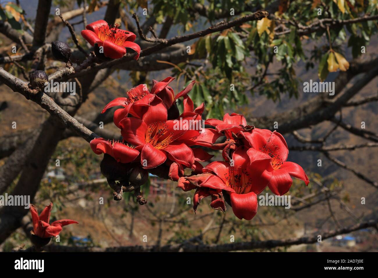 Branche d'un arbre en fleurs de coton rouge, bombax ceiba. Banque D'Images
