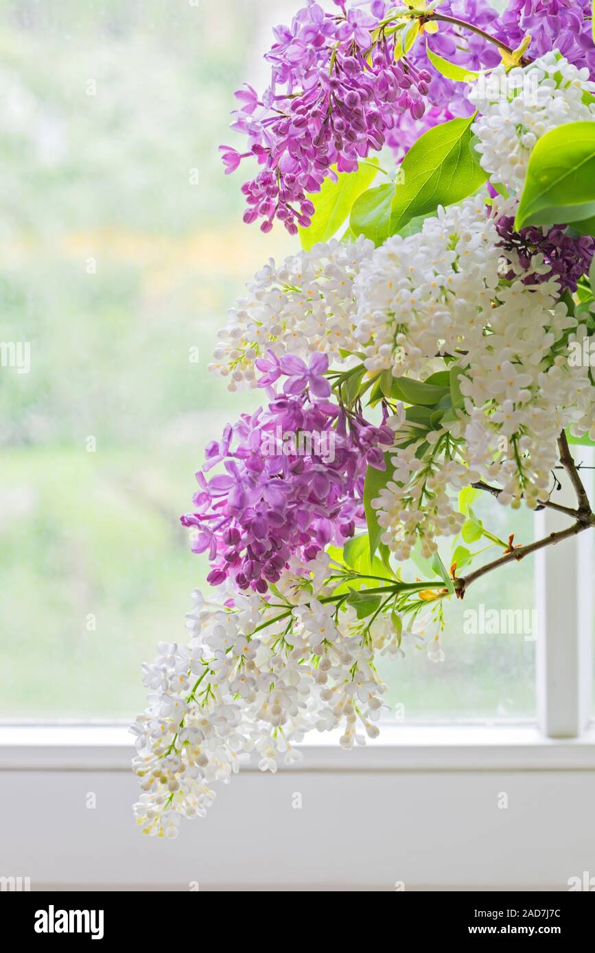Bouquet de lilas mauve et blanc avec des fleurs dans un vase près de la fenêtre. Banque D'Images