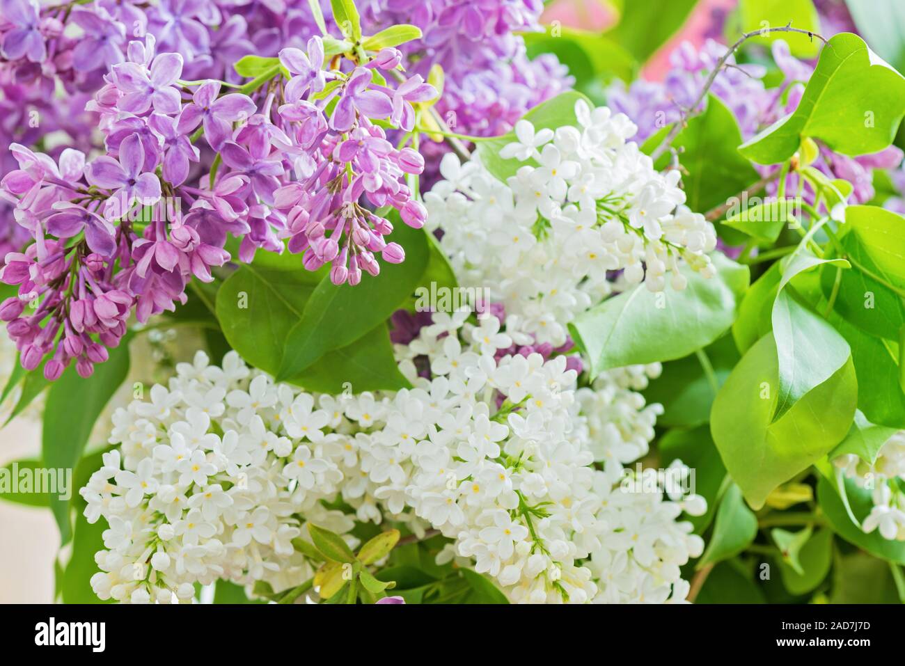 Bouquet de lilas mauve et blanc avec des fleurs en vase Photo Stock - Alamy