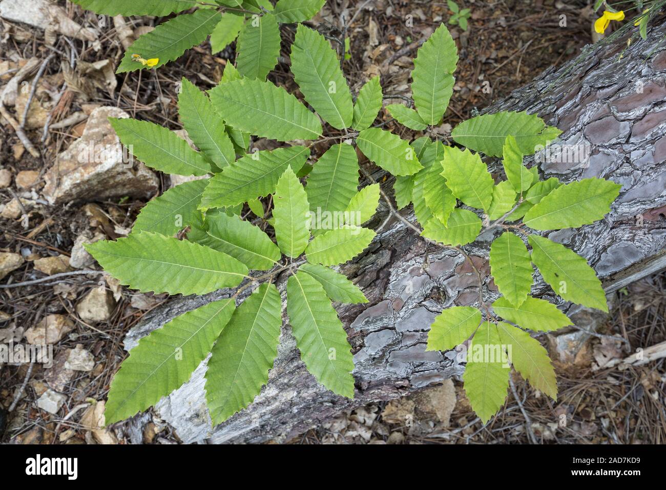 Feuilles de châtaignier (Castanea sativa Photo Stock Alamy — free download