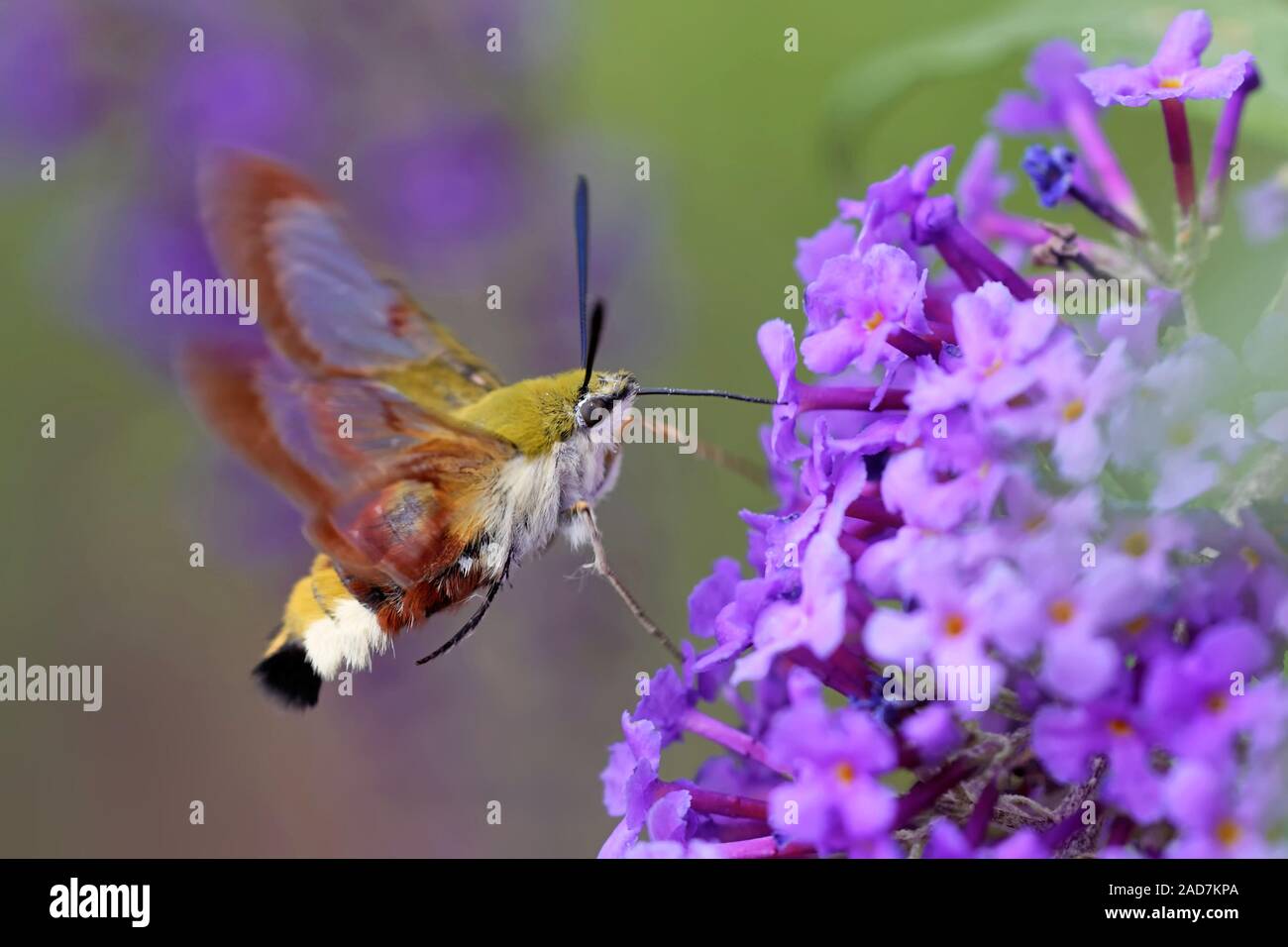 Bumblebee Hawk à l'été flieder Banque D'Images