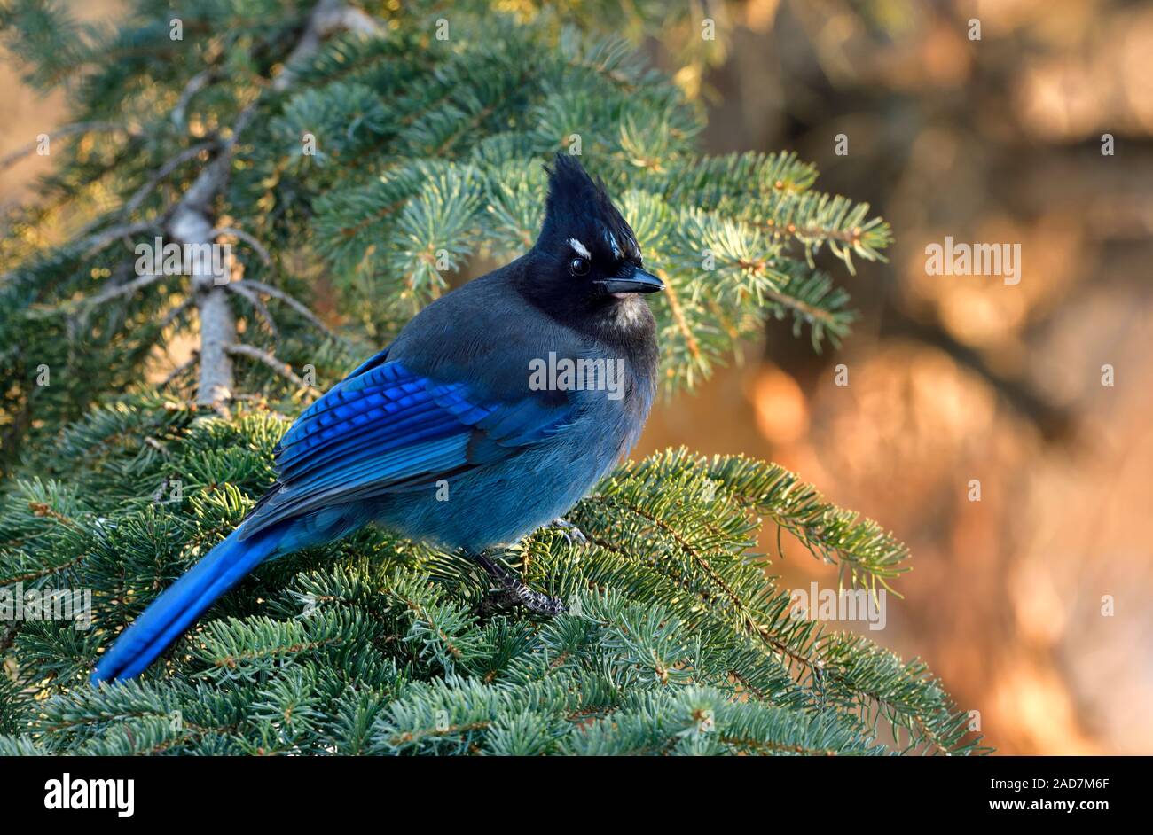 Un 'blue Stellers Jay Cyanocitta stelleri', perché sur la branche d'un sapin dans les régions rurales de l'Alberta au Canada. Banque D'Images
