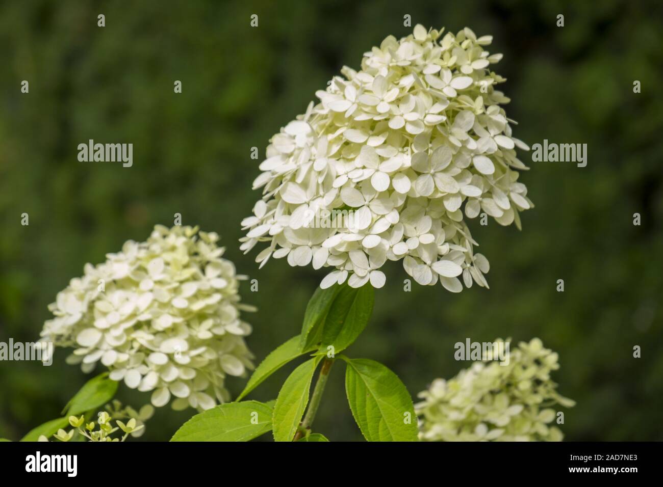 Rispen-Hortensie (Hydrangea paniculata) Banque D'Images