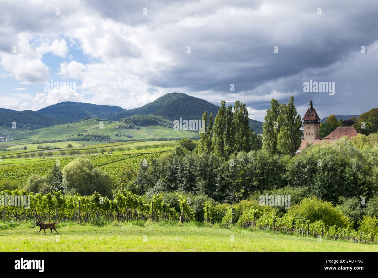 Vue sur les vignes de la Forêt du Palatinat Banque D'Images