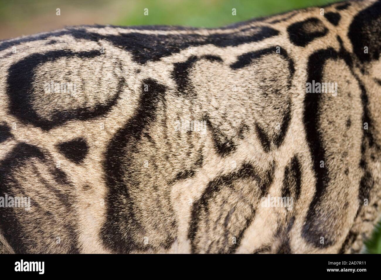 LÉOPARD TROUBLE néofelis nébuleuse motif Cryptique modèle de manteau aidant le camouflage parmi les arbres forestiers asiatiques, sur un animal vivant. Banque D'Images