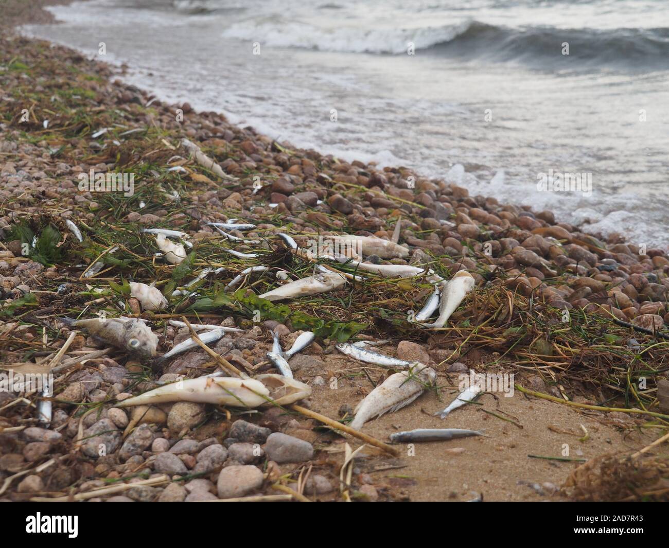 Des poissons morts en raison de la chaleur Banque D'Images