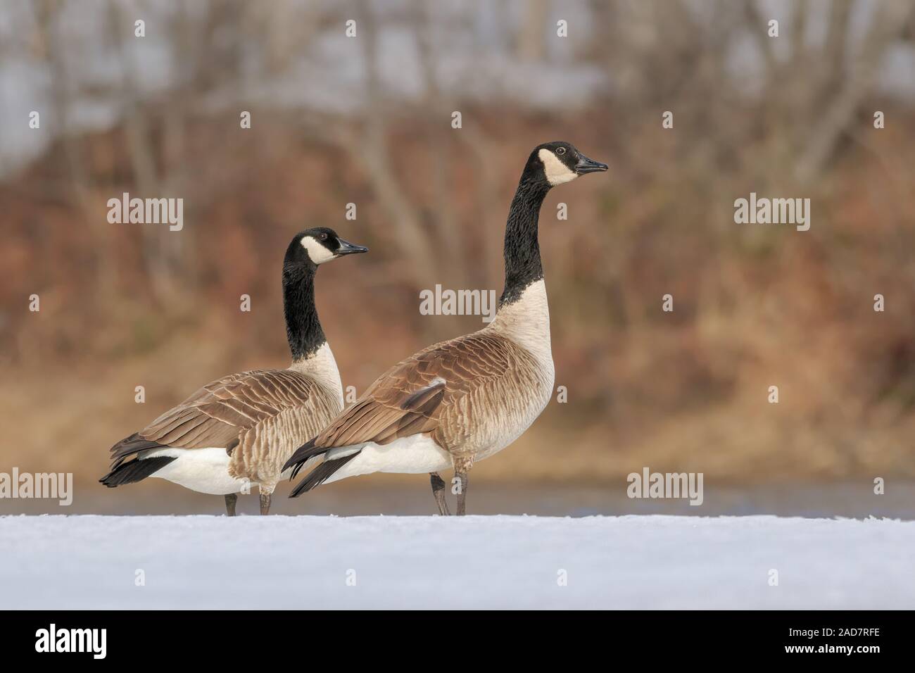 Deux Bernaches du Canada en hiver. Banque D'Images