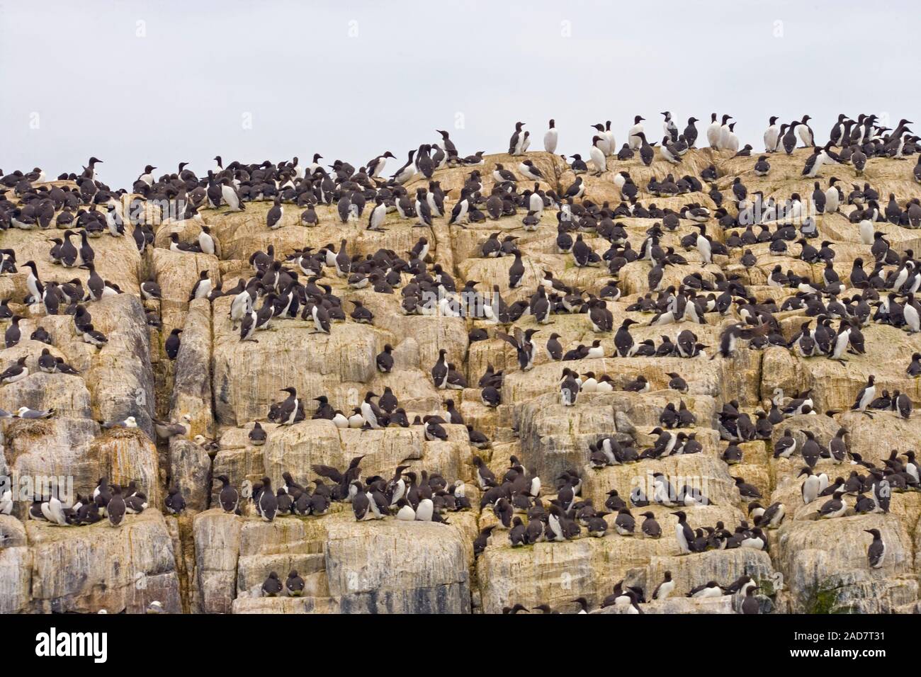 Colonie de guillemot (Uria aalge). Iles Farne, dans le Northumberland. De juin. Banque D'Images
