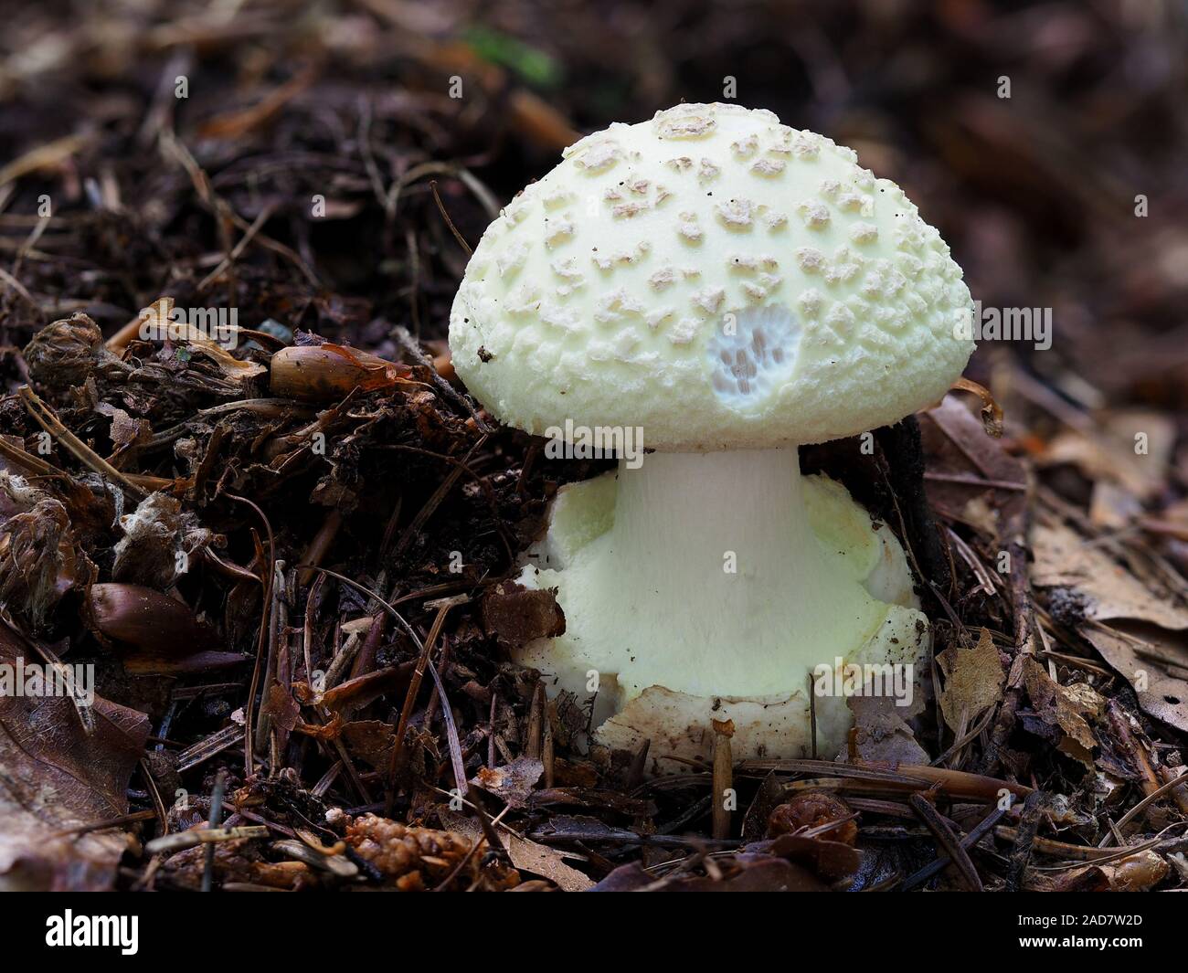 Faux deathcap mushroom, Amanita citrina Banque D'Images