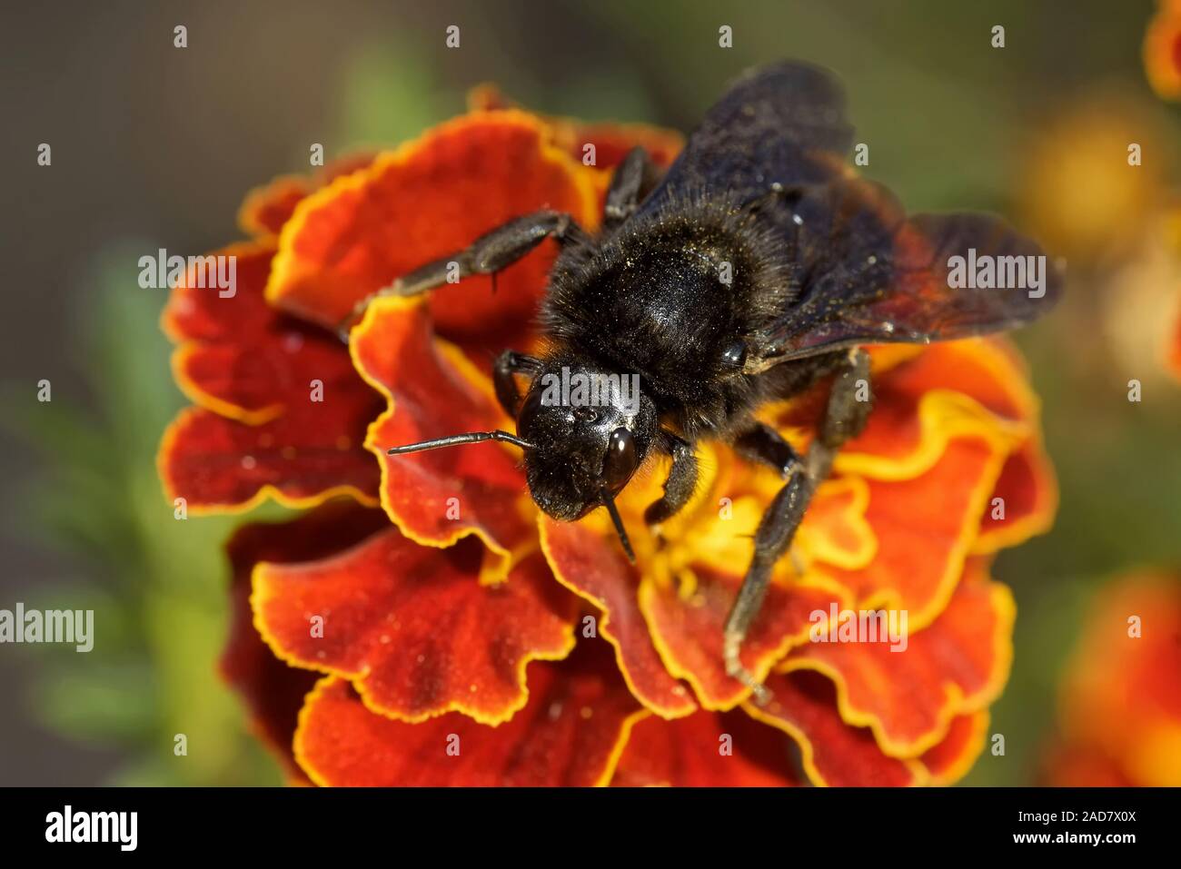 Rock Cuckoo Bumblebee Banque D'Images