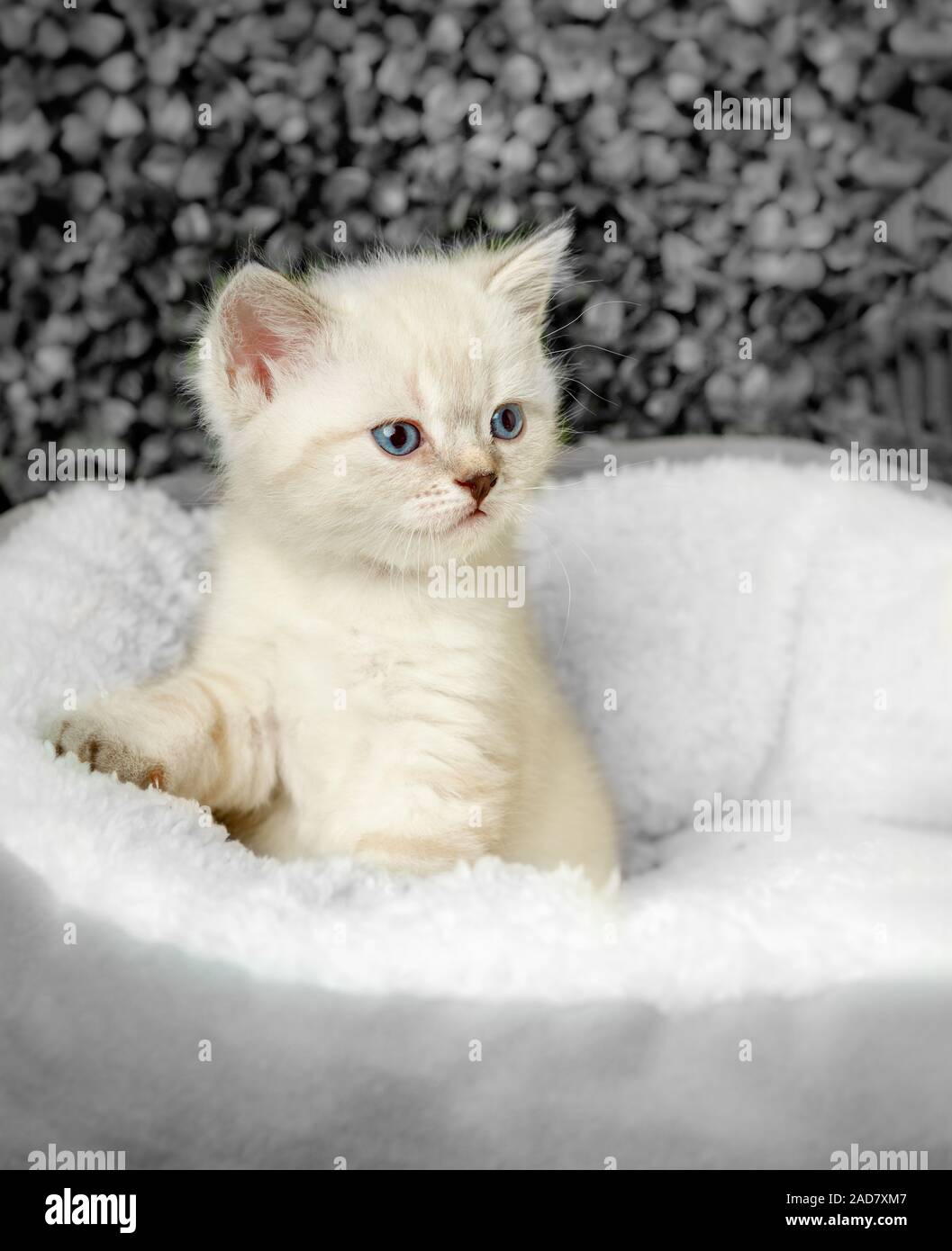 Drôle de petit chaton blanc aux yeux bleus Banque D'Images