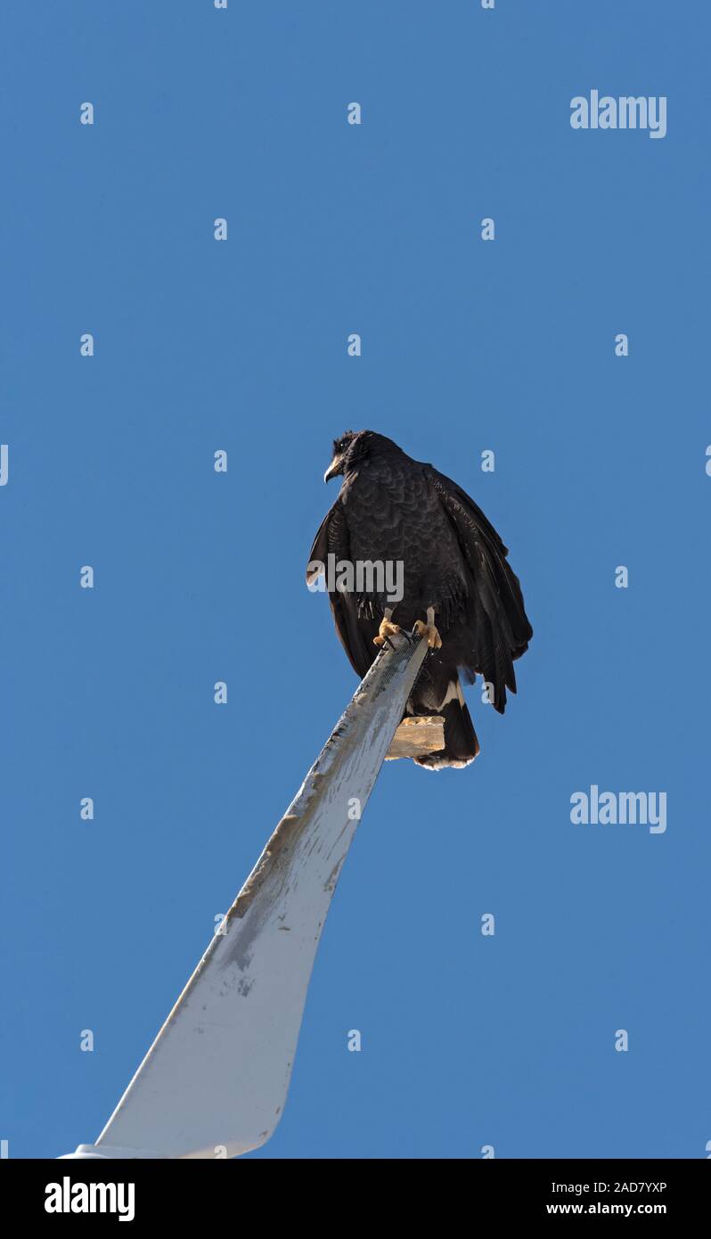 Jeune noir accipitriformes est assis sur une pale de rotor d'une éolienne, Yucatan, Mexique Banque D'Images