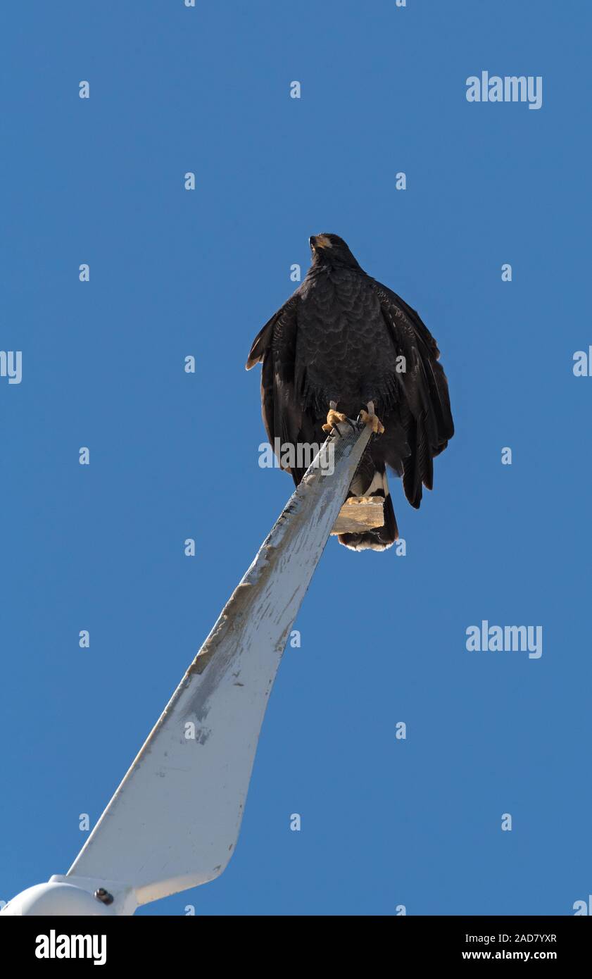 Jeune noir accipitriformes est assis sur une pale de rotor d'une éolienne, Yucatan, Mexique Banque D'Images