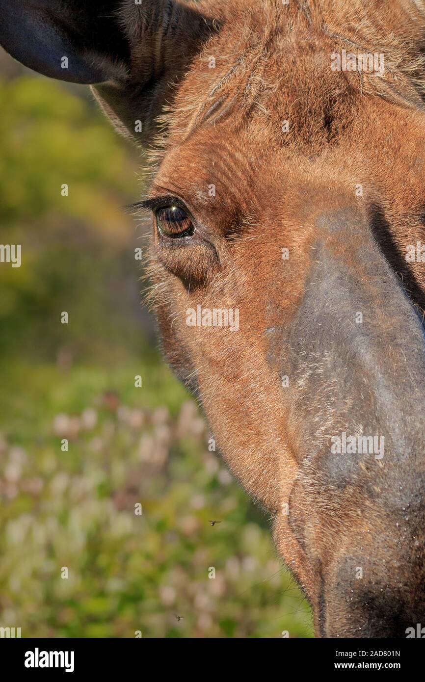 Gros plan et personnel avec une vache Moose. Banque D'Images