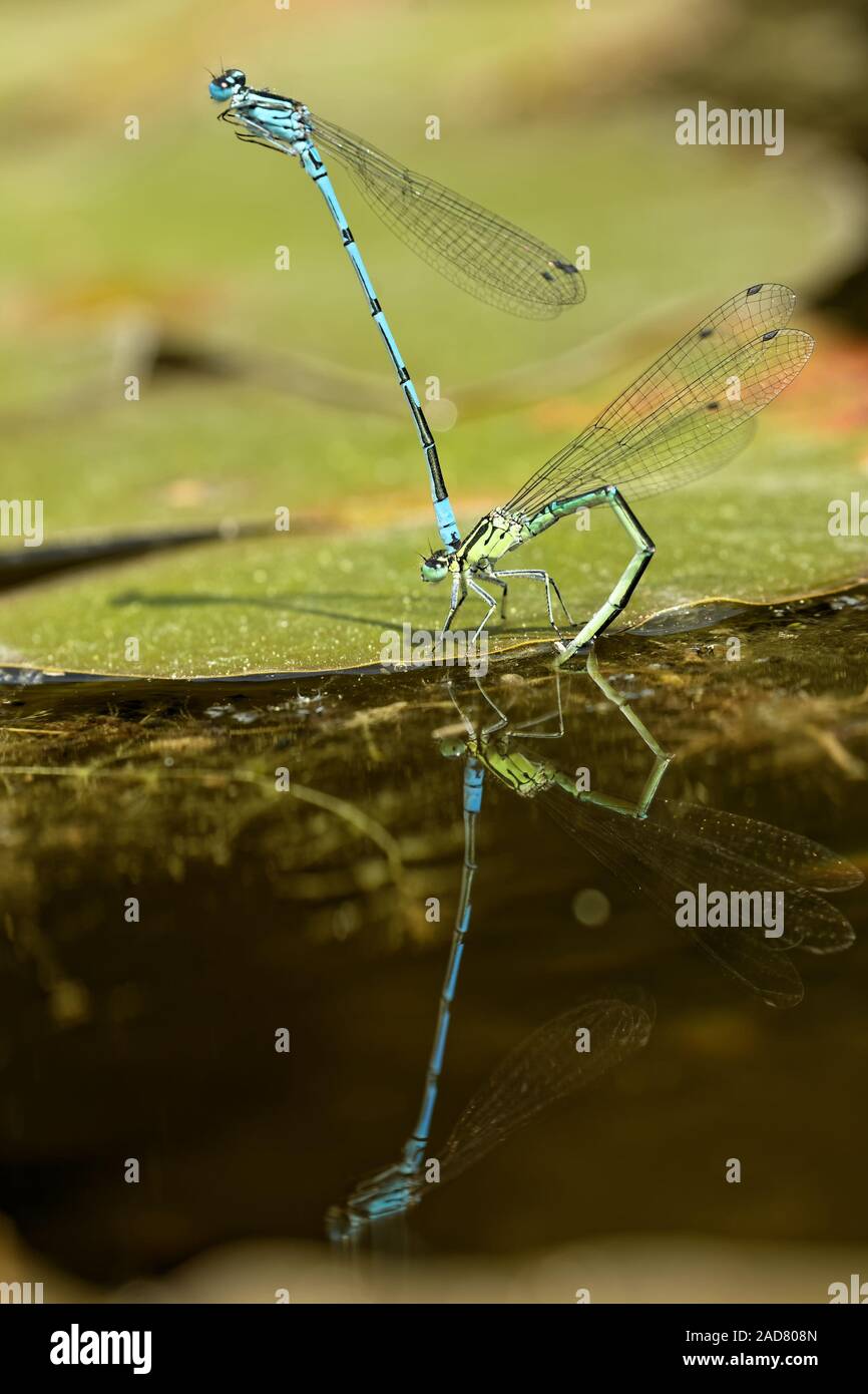 L'accouplement de demoiselles à queue bleu Banque D'Images