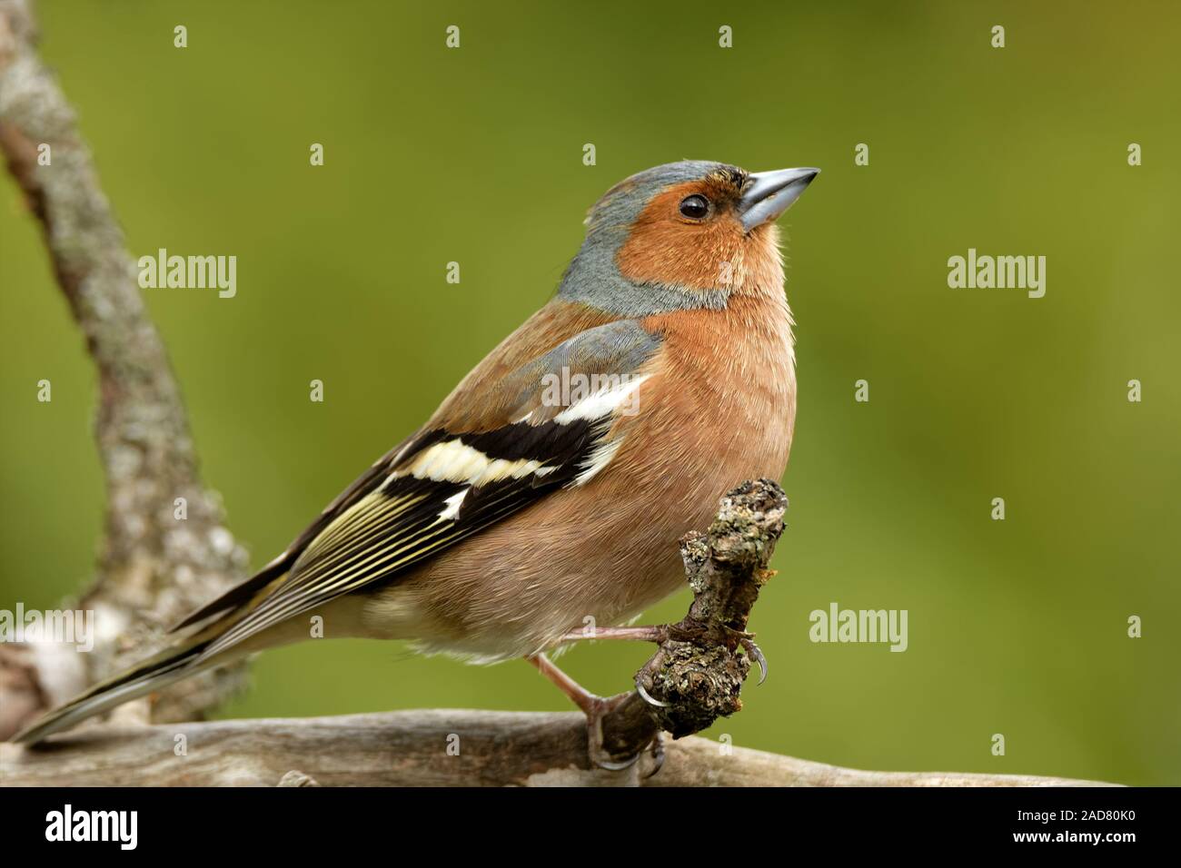 Common chaffinch Banque D'Images