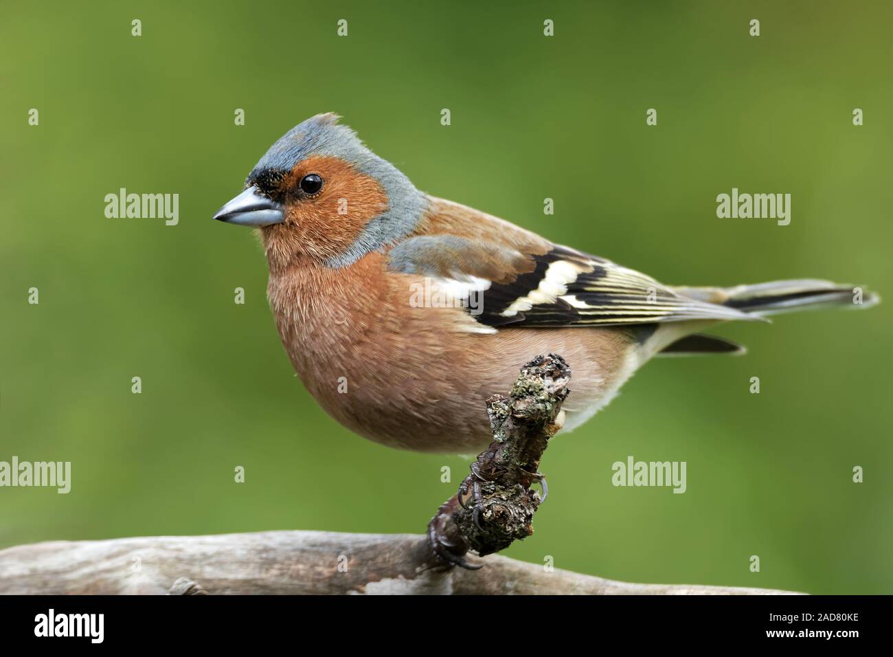 Common chaffinch Banque D'Images