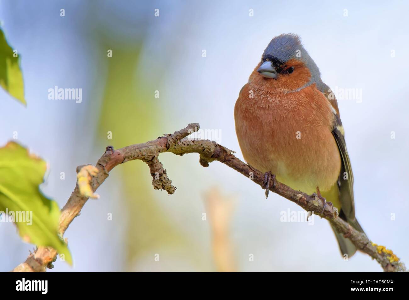 Common chaffinch Banque D'Images