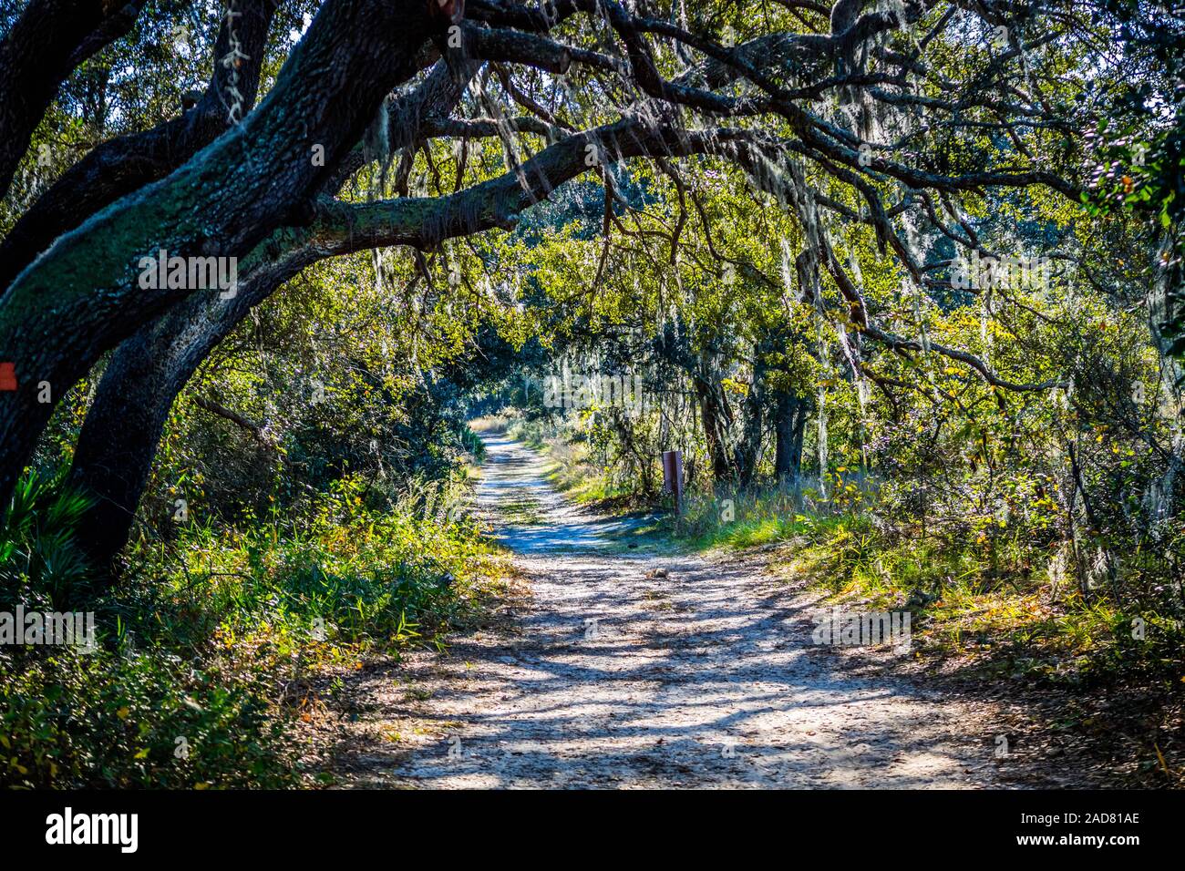 Un sentier forestier avec le soleil qui brillait à travers le feuillage du parc à Orlando, Floride Banque D'Images