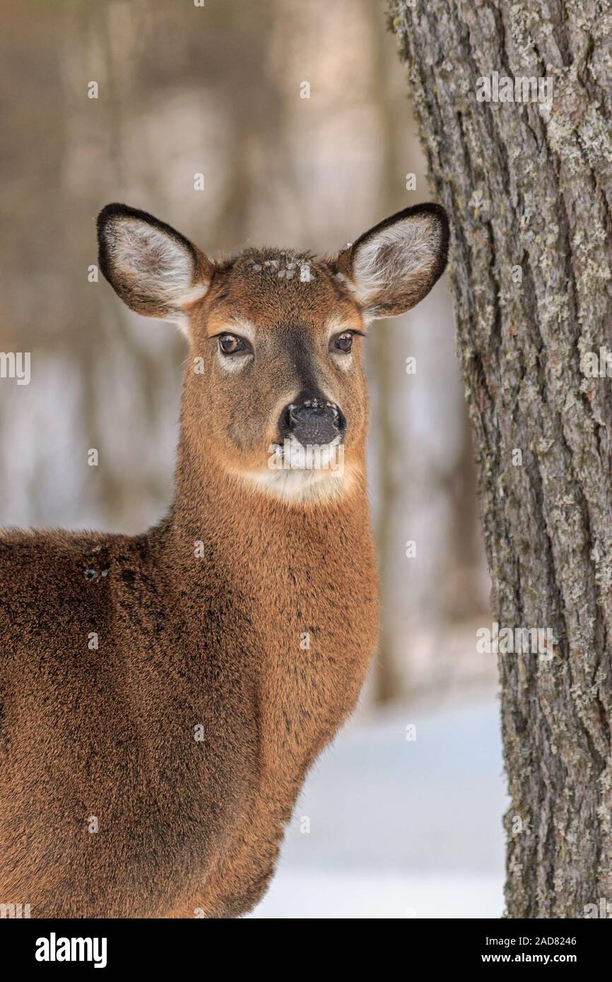 Un portrait d'un cerf de Virginie en hiver. Banque D'Images