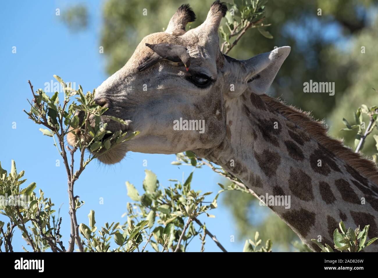 Red-billed oxpecker sur la tête d'une girafe dans le moremi, botswana Banque D'Images