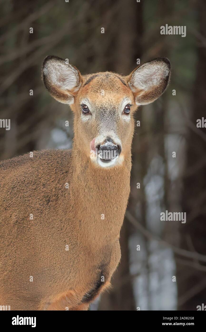 Un portrait d'un cerf de Virginie en hiver. Banque D'Images