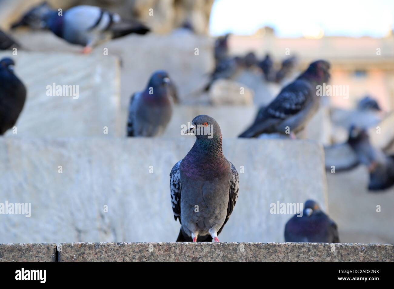 Les pigeons dans la ville Banque D'Images