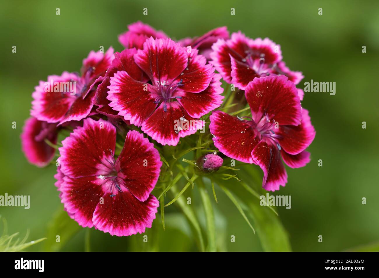 Sweet William Banque D'Images