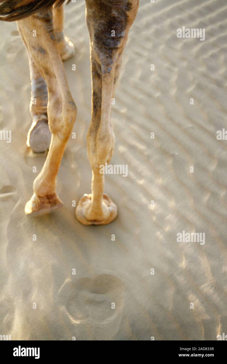 Jambe, pied, camel toe d'un chameau dromader Banque D'Images
